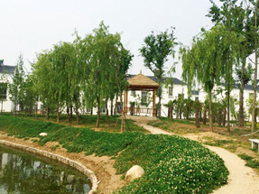 泗阳县卢集镇郝桥村“三星级康居示范村”绿化提升工程