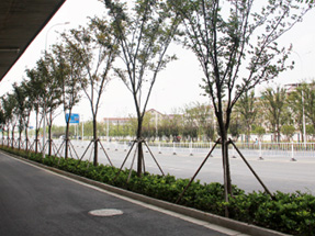 苏州相城大道绿化景观改造工程