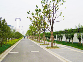 常熟浦江路道路绿化工程
