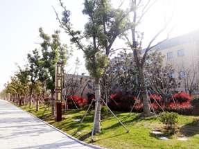常熟江鲜街（四海路-生态园路）绿化工程